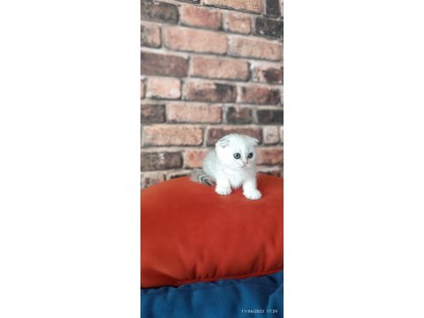 Scottish fold dişi yavru