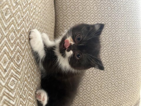 2 aylık erkek bicolor kedimiz