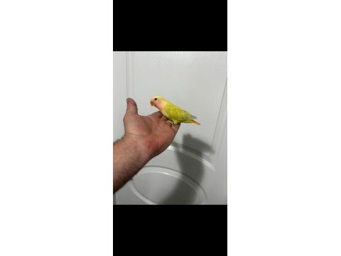45 günlük alıştırmalık sevda papağanımız