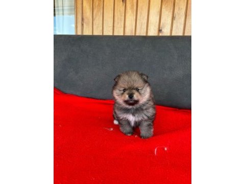 Erkek dişi pomeranian yavrular