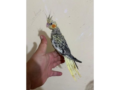 48 günlük full evcil pearl sultan papağanı bebek