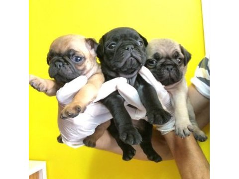Irk ve sağlık garantili pug köpekler