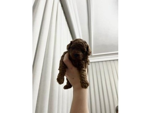 Ev doğumu toy poodle yavrularımız 2 aylık
