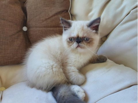 Safkan exotic shorthair blue point dişi kedimiz