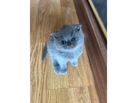 Tüy yumağı scottish fold bebeklere yuva