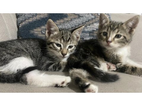 2 adet dişi tekir yavrularımız sahiplendirilecektir