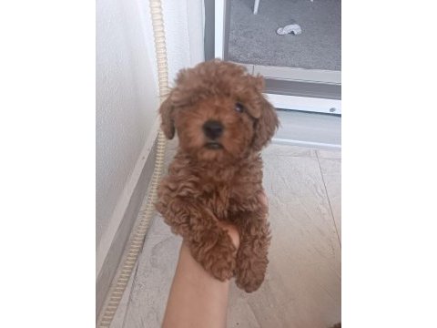 Oyuncu kore kan poodleler seni bekliyor