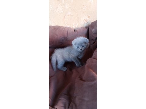 British shorthair kedimiz adana seyhan