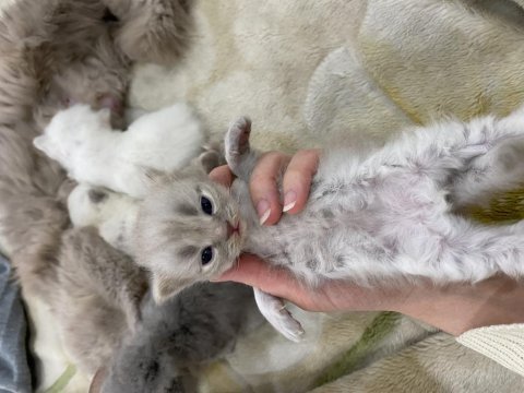 Anne kedi ve yavru kediler sahiplendirilecek