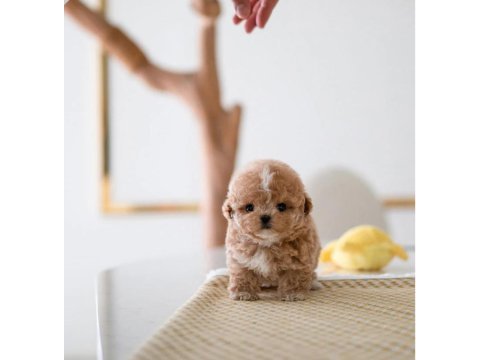 Çocukların mutluluğu toy poodle bebeklerim