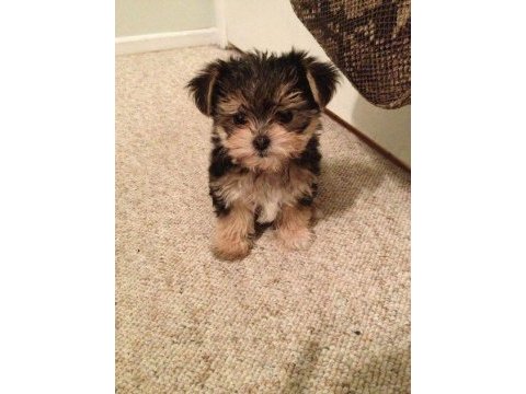 Morkie adrese teslim, kapıda ödeme yapabilirsiniz