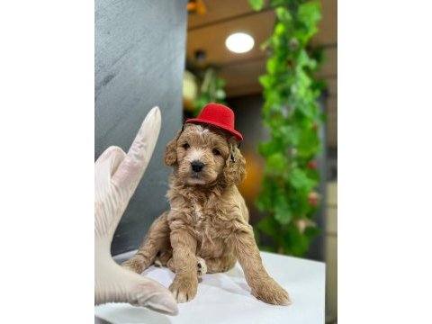 Mağazamızdan maltipoo yavrumuz