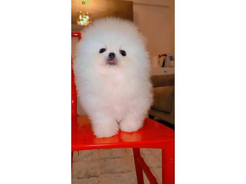 Mükemmel kalitede bir yavru ultra mini boy pomeranian