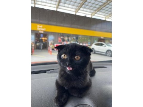 Scottish fold
