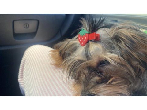 Yorkshire terrier milamız