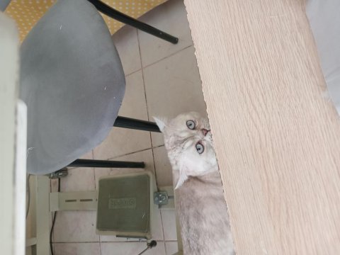 British shorthair blue point