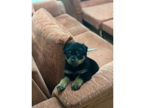 A kalite son erkek rottweiler yavru