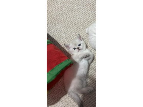 British shorthair bebekler 45 günlük