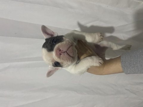 Merle french bulldog pied oğlumuz yeni ailesini arıyor