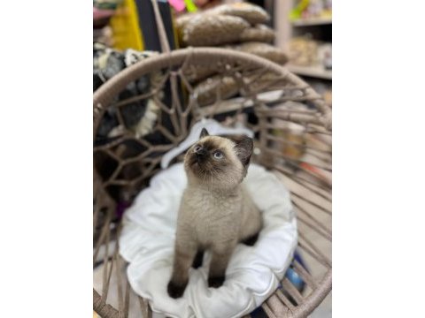 2 aylık british shorthair siyam yavru kedimiz