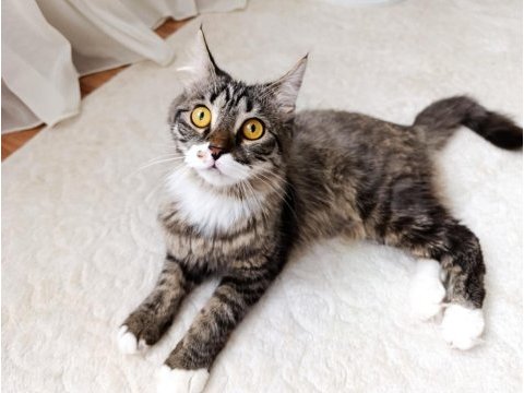 British longhair dişi kedim