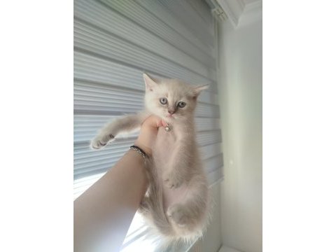 British shorthair blue point yavrum