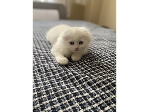 Scottish fold cinsi