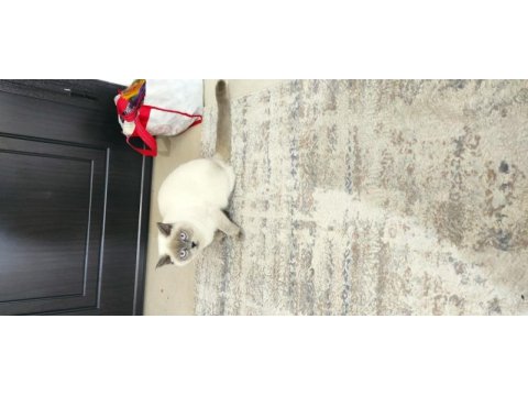 Sahiplendirme british shorthair 1 yaşında