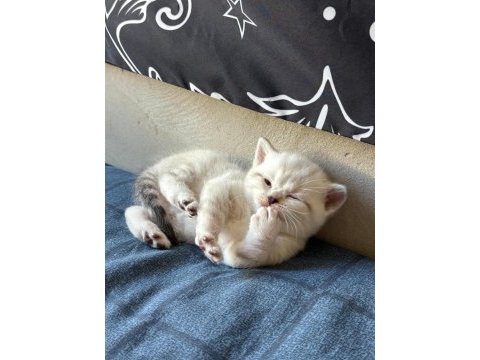 Birbirinden güzel british shorthair bebeklerimiz