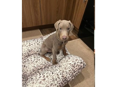 Lilac renk doberman king yavrularımız sizlerle