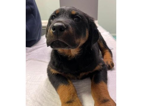 Rottweiler bebeeklerimiz sağlık garantilidir