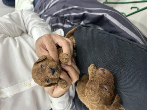 Toy poddle kore yavruları