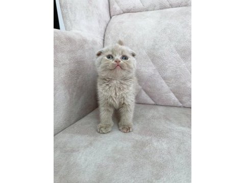 Minik kutup ayısı bebiş british shorthair