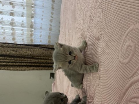 27 şubat doğumlu british shorthair yavrular