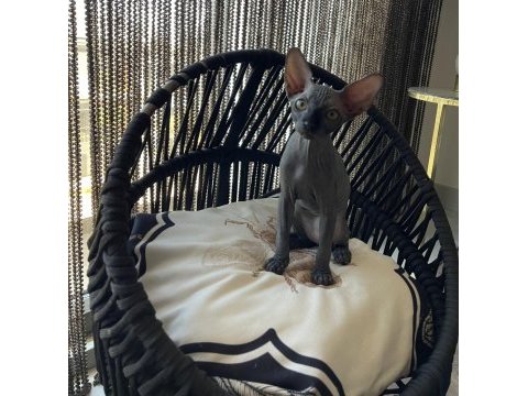 Sphynx sfenks bebekler