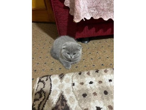 Mama karşılığı yavru scottish fold