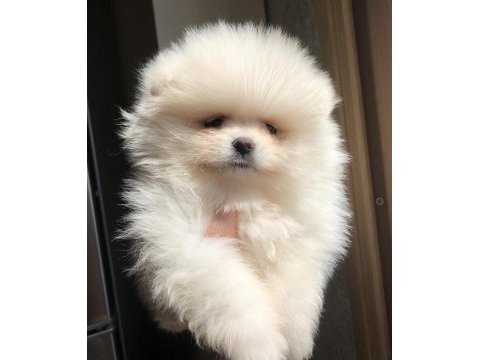 2.5 aylık 2 dişi pomeranian boo üst kalite