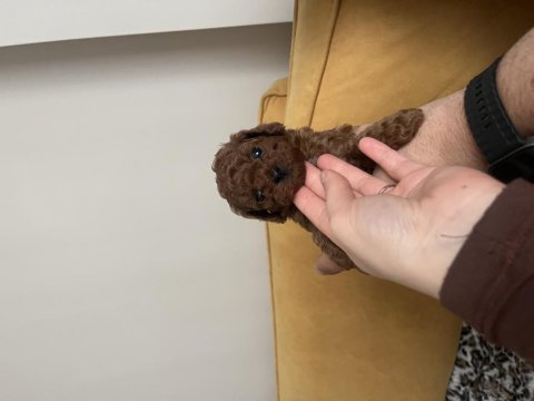 Poodle yavrularımız