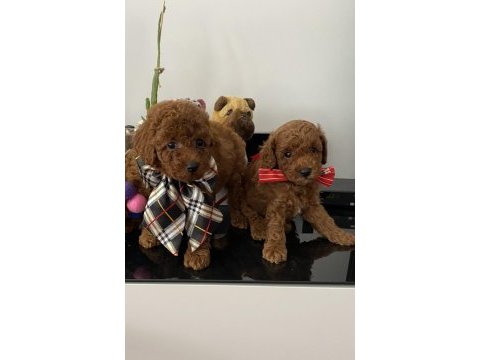 Güzel suratlı poodle yavrular