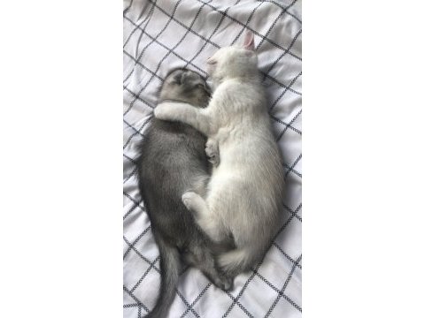 Beyaz maviş safkan scottish fold yavru