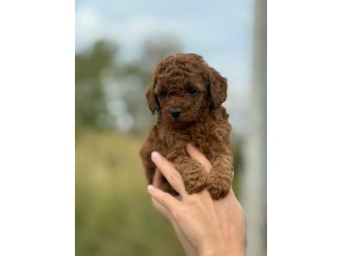 Mocha tadında toy poodle bebeklerim