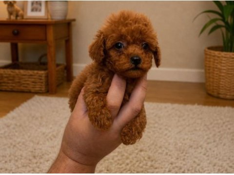 Red toy ve micro poodle yavruları aşılı sağlıklı