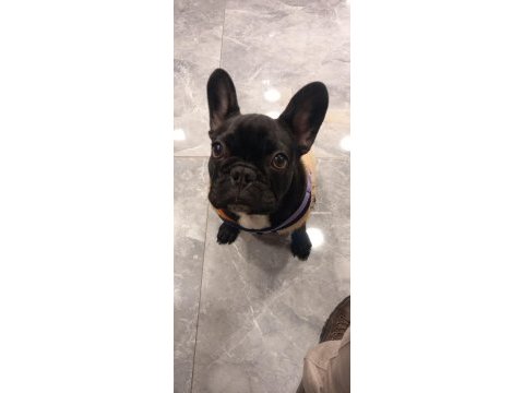 6 aylık dişi french bulldog
