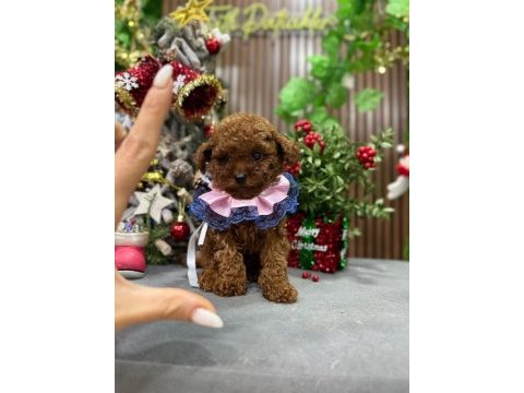Bebek yüzlü poodle kızımız