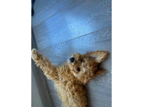 Altın tüylü 3 aylık toy poodle yavru