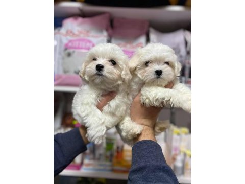 Kartapu bembeyaz   gerçek ırk garantili  maltese terrier