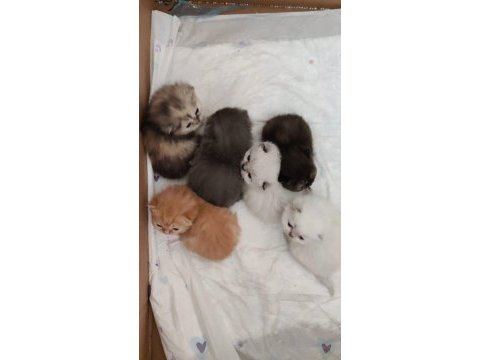 Scottish fold ve british bebeklerimiz