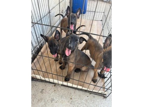 Belçika kurdu malinois a kalite