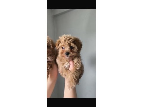 Kilo garantili ırkının en iyileri maltipoo