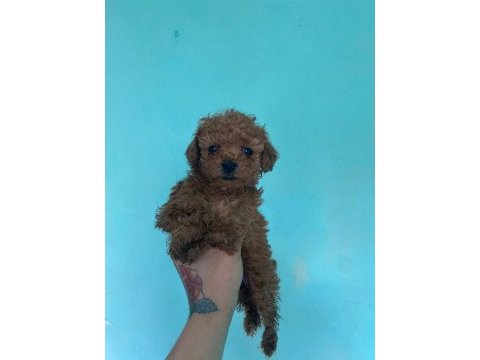 Poodle yavrularımız 40 günlük oldular